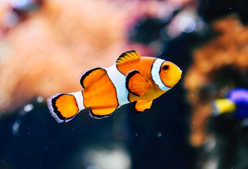 Understanding the Biblical Meaning of Fish in Dreams