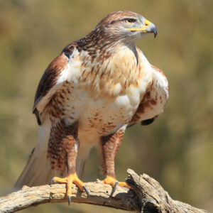The Biblical Meaning of Spotting a Hawk: Discovering Its Significance in Scripture