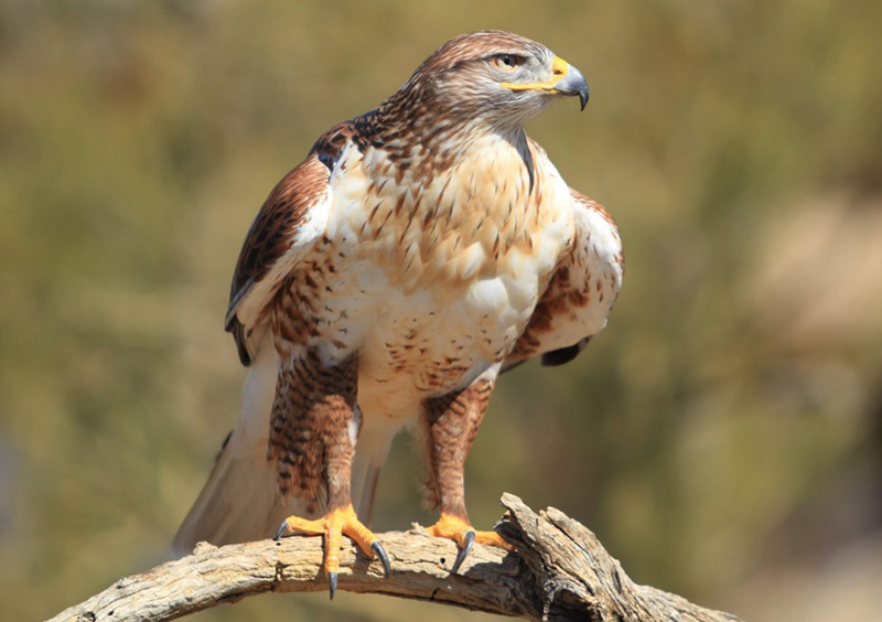 The Biblical Meaning of Spotting a Hawk: Discovering Its Significance in Scripture