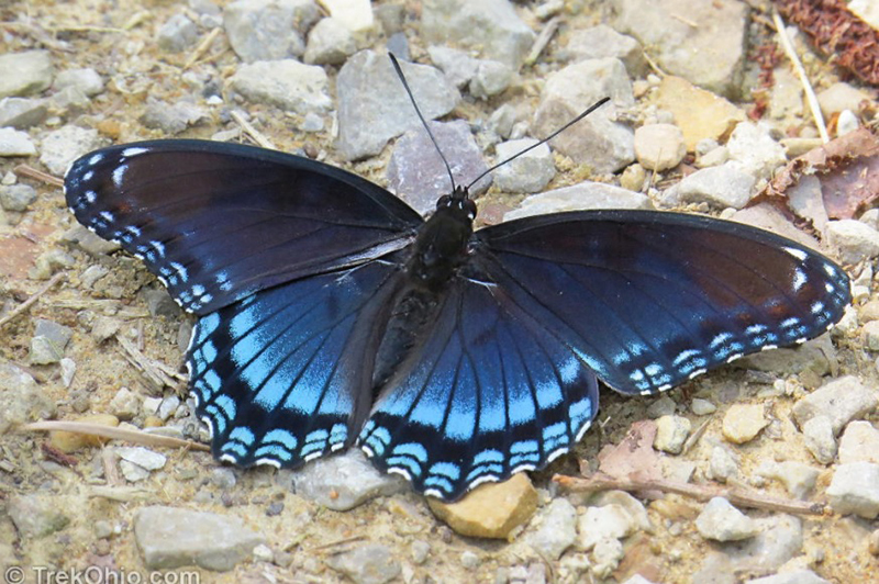 What Does the Black and Blue Butterfly Mean