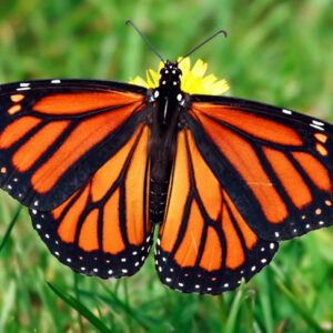 black and orange butterfly meaning
