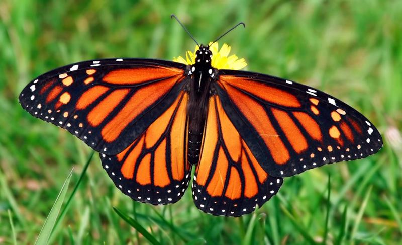 black and orange butterfly meaning 