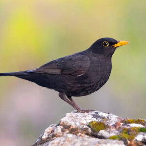 black bird meanings in spirituality