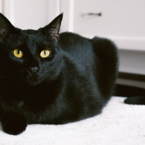 Deciphering the Hidden Meaning of Dreaming About Black Cats