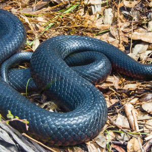 How Black Snakes in Dreams Signify Change and Transformation