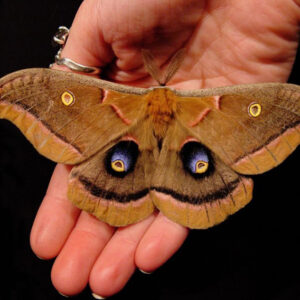 Brown Moths in the House: Meaning & Significance
