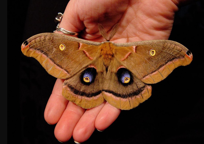 Brown Moths in the House: Meaning & Significance
