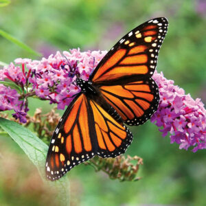 butterfly meaning in the bible