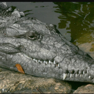 What Dreams About Crocodiles Mean: A Look at the Dream Symbolism