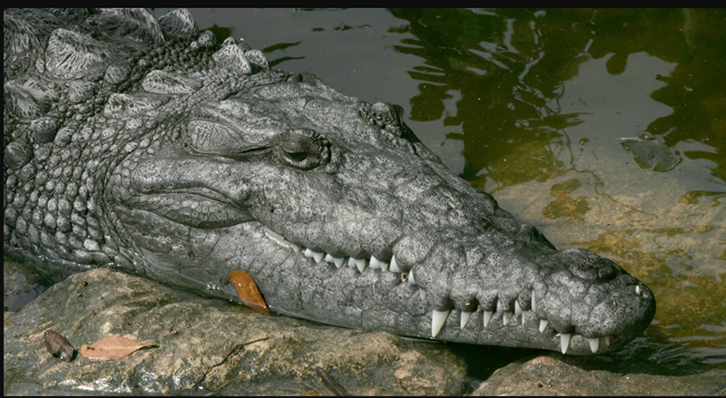 What Dreams About Crocodiles Mean: A Look at the Dream Symbolism