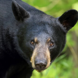 The Meaning Behind Dreams of Black Bears