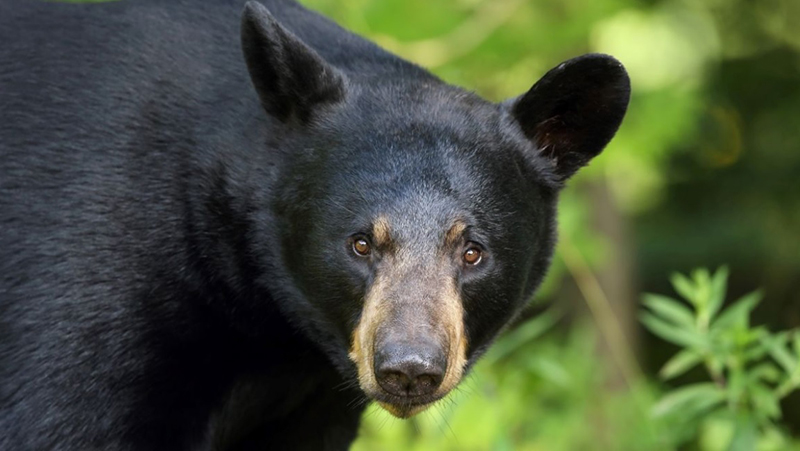 The Meaning Behind Dreams of Black Bears