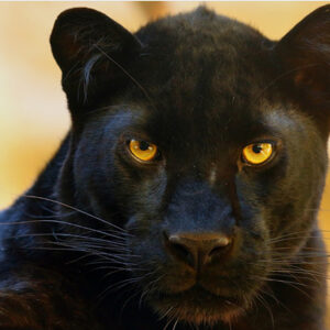 Discover the Meaning Behind Dreaming About a Black Panther