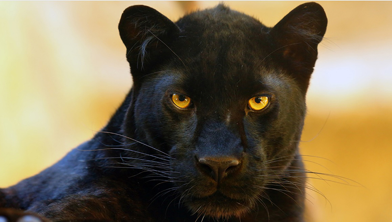 The Fascinating Black Panther Dream Meaning - Unveiling the Secrets of Your  Subconscious Mind