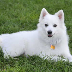 Dream Meaning of a White Dog: Uncovering the Spiritual Message