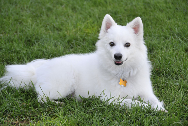 Dream Meaning of a White Dog: Uncovering the Spiritual Message