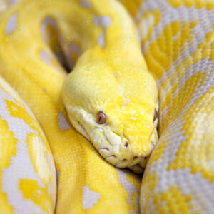 Exploring the Meaning of a Yellow Snake in Dreams