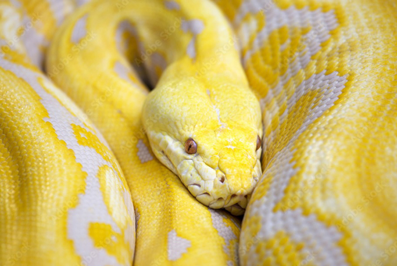 Exploring the Meaning of a Yellow Snake in Dreams