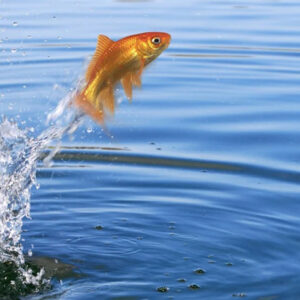 What Does It Mean to Dream of Fish Out of Water?