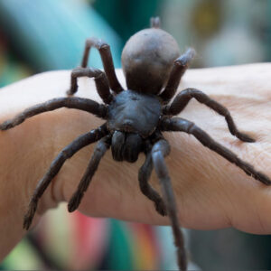 Explore the Symbolism of Giant Spiders in Dreams and What They Mean