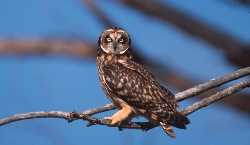 The Fascinating Meaning of an Owl Sighting