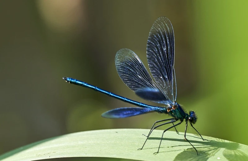 The Meaning of a Blue Dragonfly