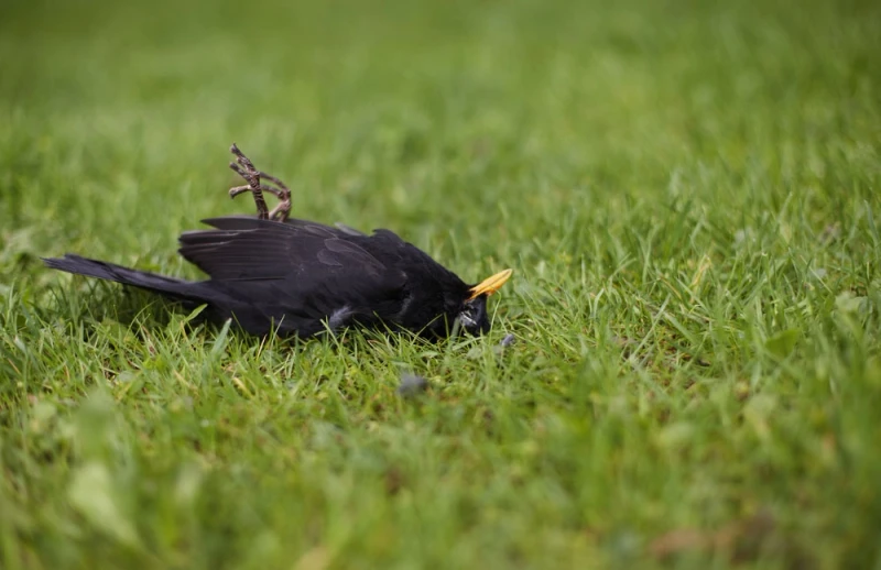 The Meaning of a Dead Crow Understanding its Symbolism and Superstitions