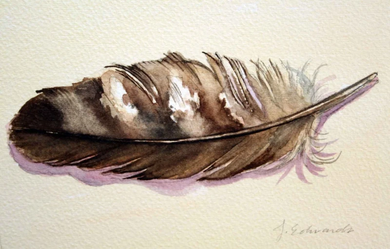The Meaning of a Hawk Feather Symbolism and Interpretation