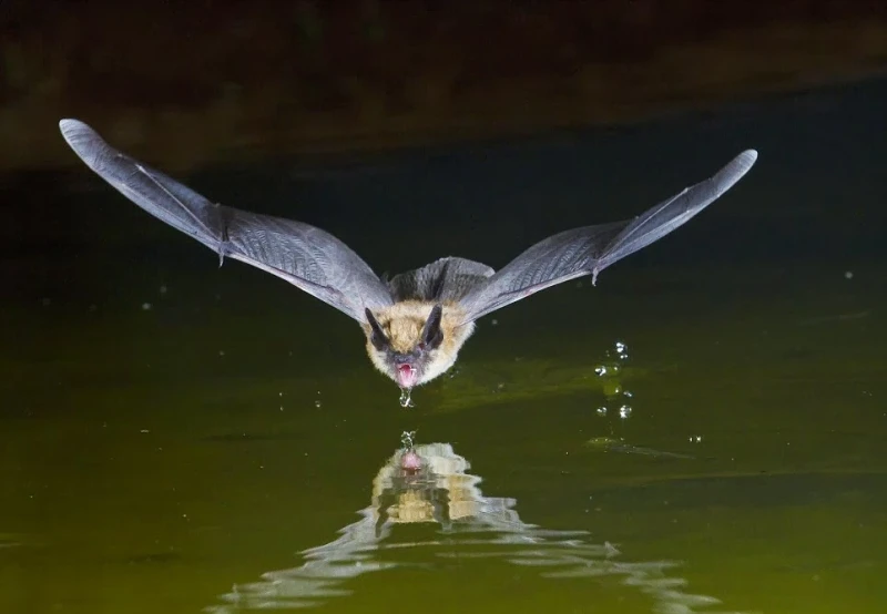 The Meaning of Bats in a Dream Exploring the Interpretation and Symbolism