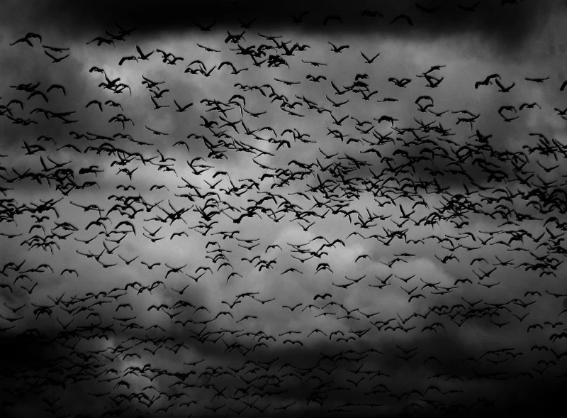 The Meaning of Bats in a Dream Exploring the Interpretation and Symbolism