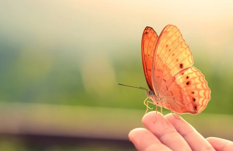 The Meaning of Butterflies Flying Around You A Spiritual and Cultural Exploration