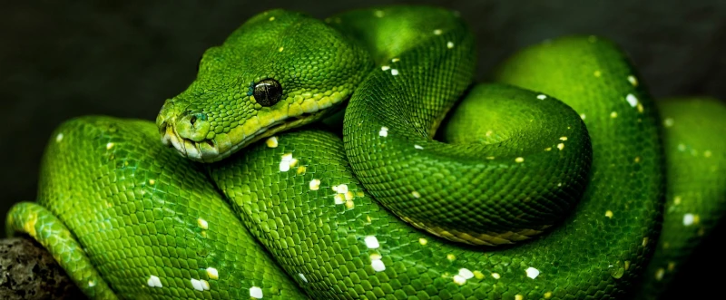The Meaning of Dreaming about a Green Snake