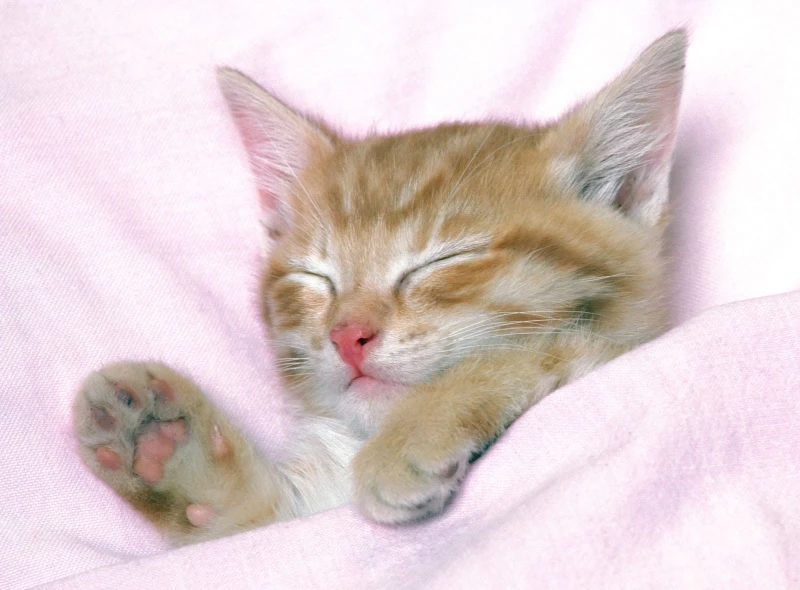 The Meaning of Kittens in Dreams