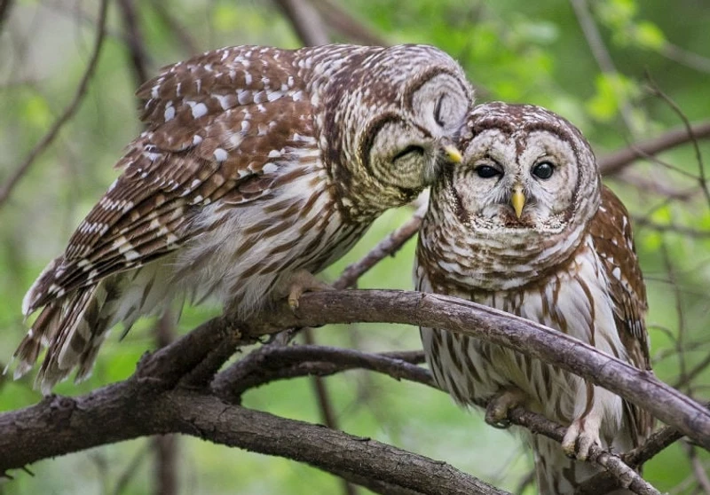 The Meaning of Owls in a Dream Decoding Symbolism