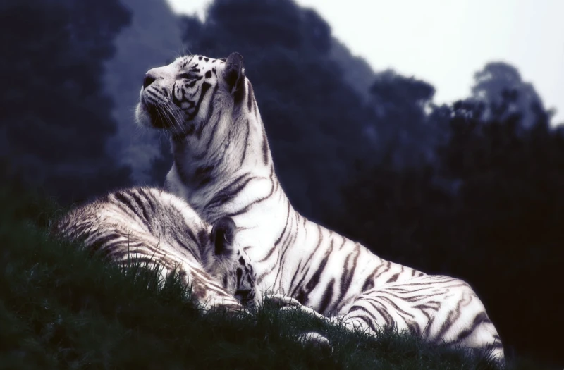 The Meaning of Tigers in Dreams Understanding Symbolism and Interpretation
