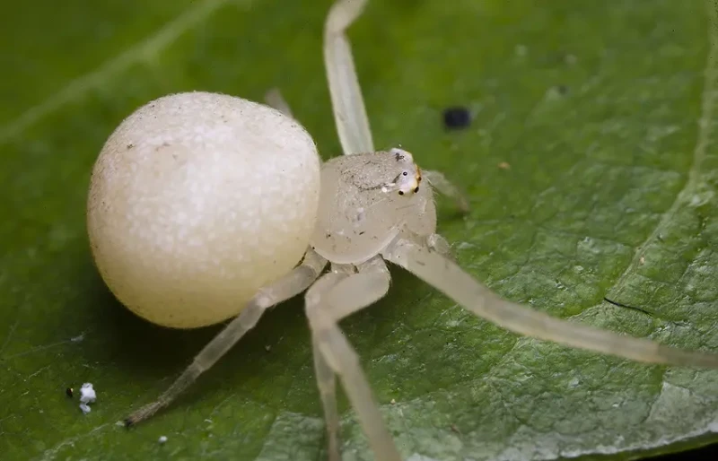 The Meaning of White Spiders A Comprehensive Guide