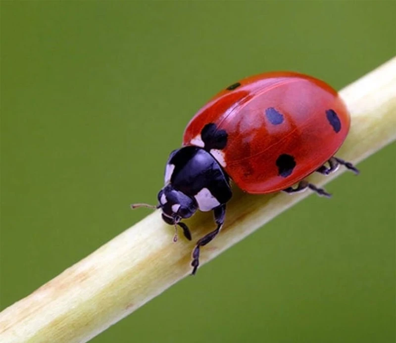 The Spiritual Meaning of a Ladybug Landing on You