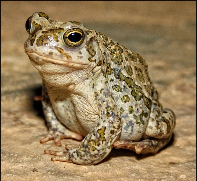 The Spiritual Meaning of a Toad