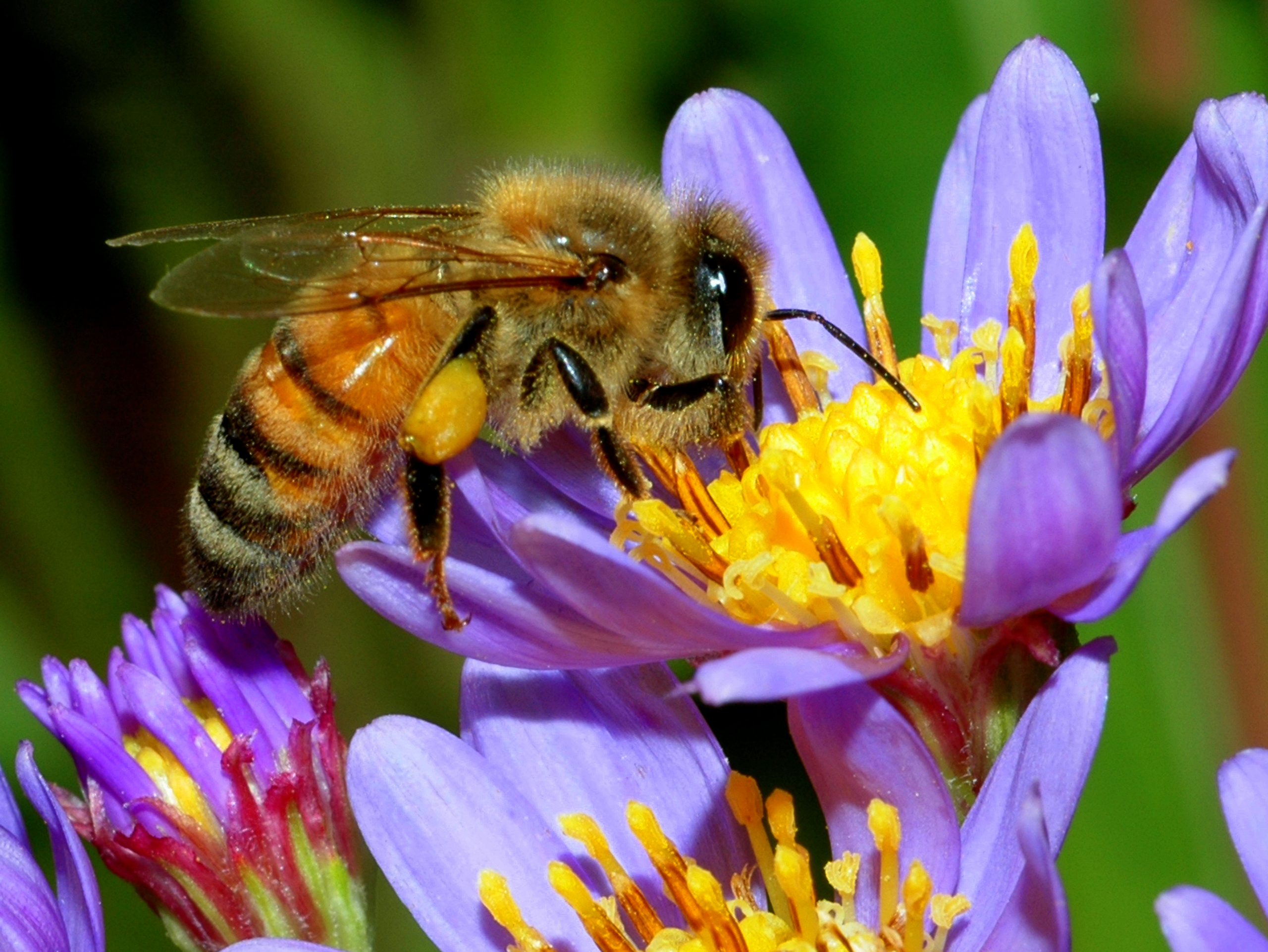 The Spiritual Meaning of Bees Flying Around You