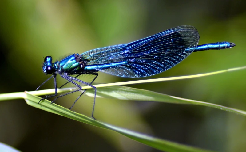 The Spiritual Meaning of Insects in Dreams