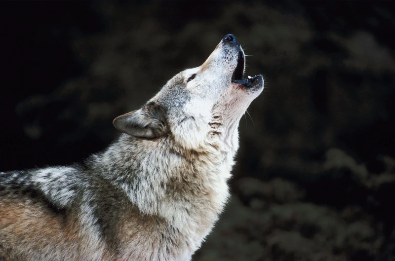 The Spiritual Meaning of Wolves in Dreams