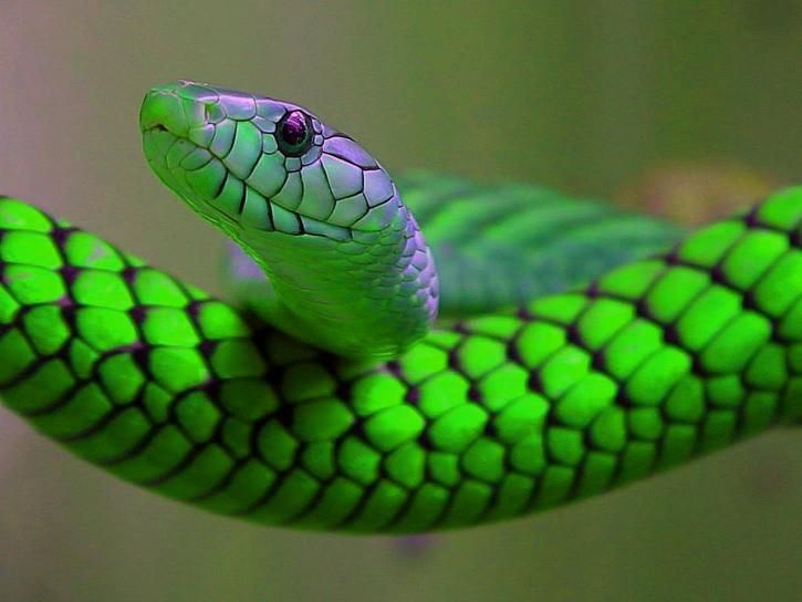 Understanding the Spiritual Meaning of Seeing a Snake