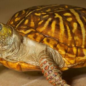 Meaning of Turtles in Your Dreams