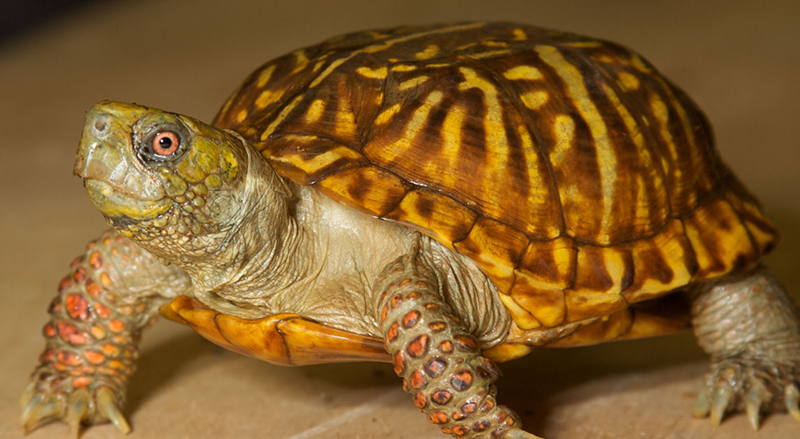 exploring-the-symbolic-meaning-of-dreaming-about-turtles