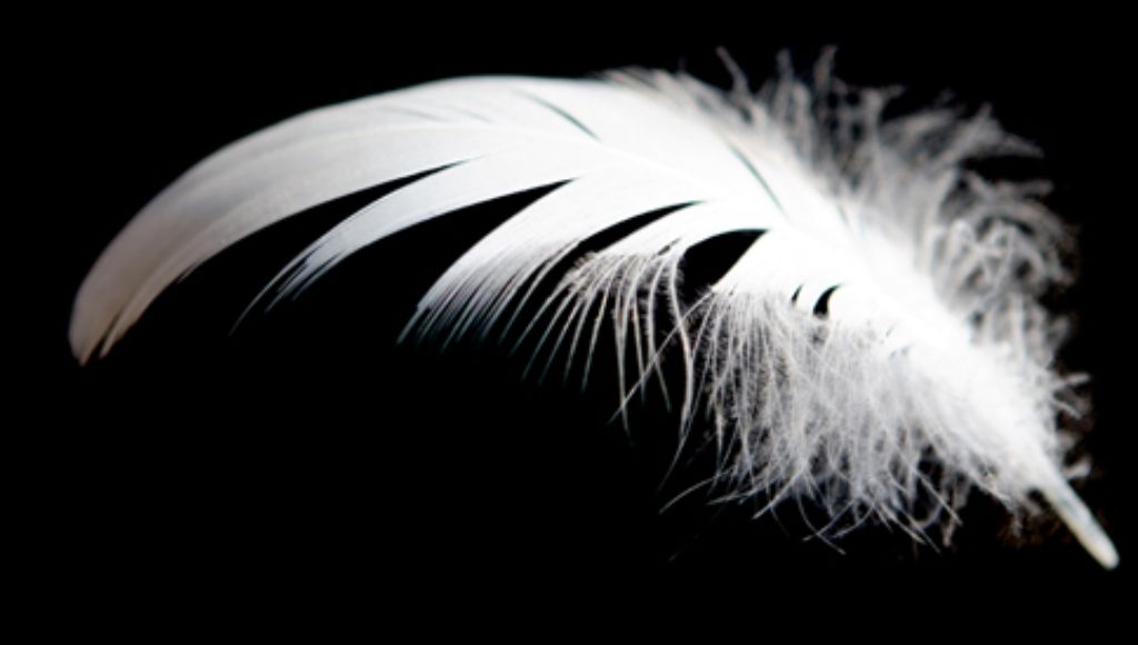 What Does A White Feather Mean Symbolism, Interpretation, and Cultural Significance