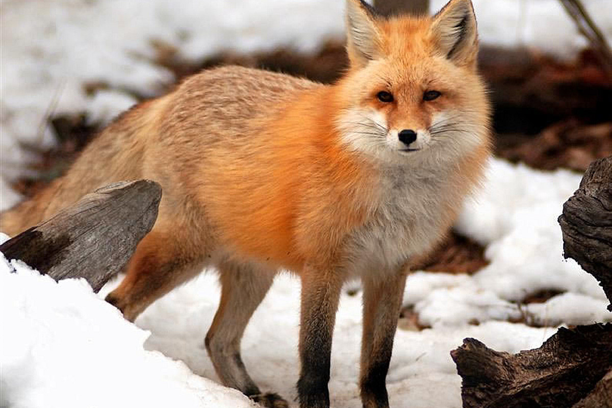 What Does It Mean When a Fox Crosses Your Path?