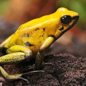 What Does It Mean When A Frog Visits You: The Meaning Behind This Amphibian Encounter