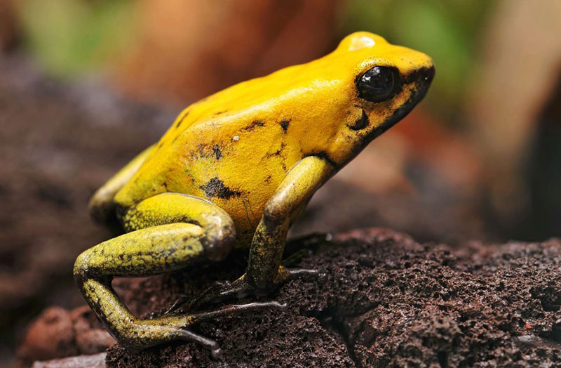 What Does It Mean When A Frog Visits You: The Meaning Behind This Amphibian Encounter