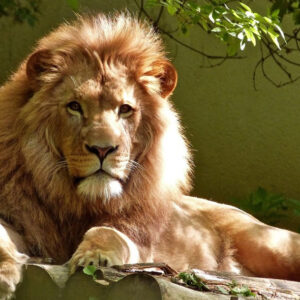 What Do Lion Dreams Mean