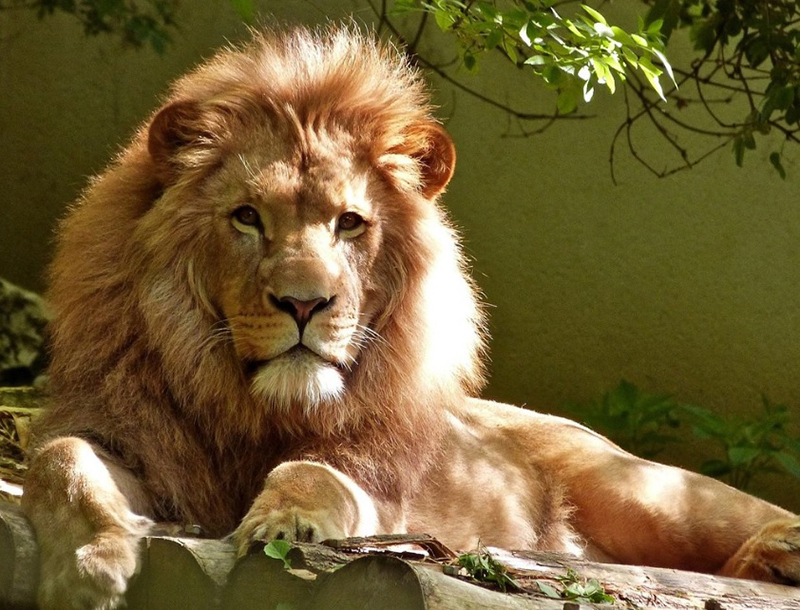 What Do Lion Dreams Mean